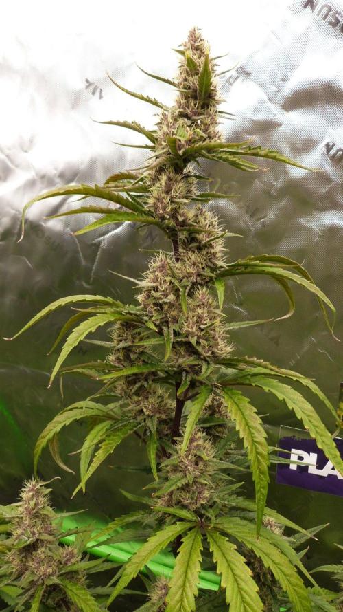 GoodGenetix G-Donutz Automatic. Week 9