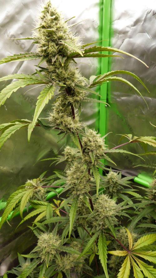 GoodGenetix G-Donutz Automatic. Week 9