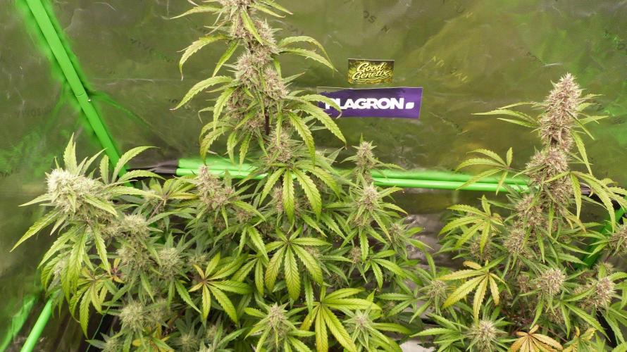 GoodGenetix G-Donutz Automatic. Week 9