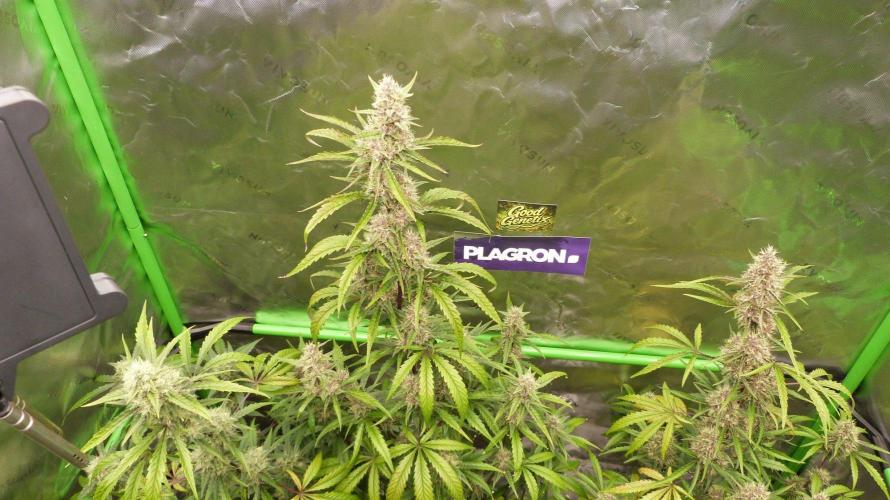 GoodGenetix G-Donutz Automatic. Week 9