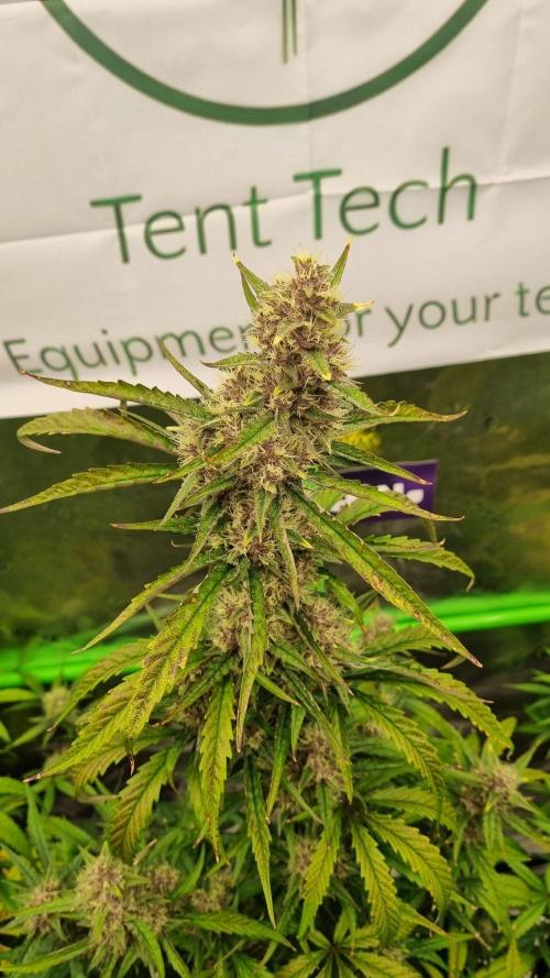 GoodGenetix G-Donutz Automatic. Week 10