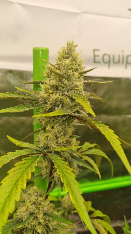 GoodGenetix G-Donutz Automatic. Week 10