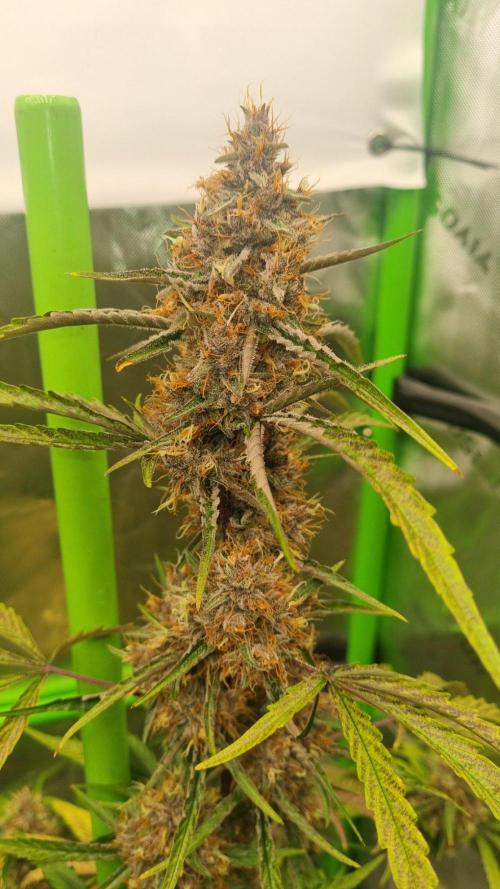 GoodGenetix G-Donutz Automatic. Week 10