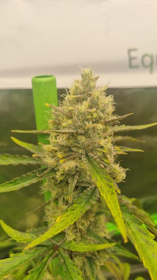GoodGenetix G-Donutz Automatic. Week 10