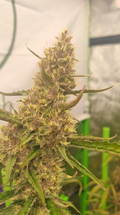 GoodGenetix G-Donutz Automatic. Week 10