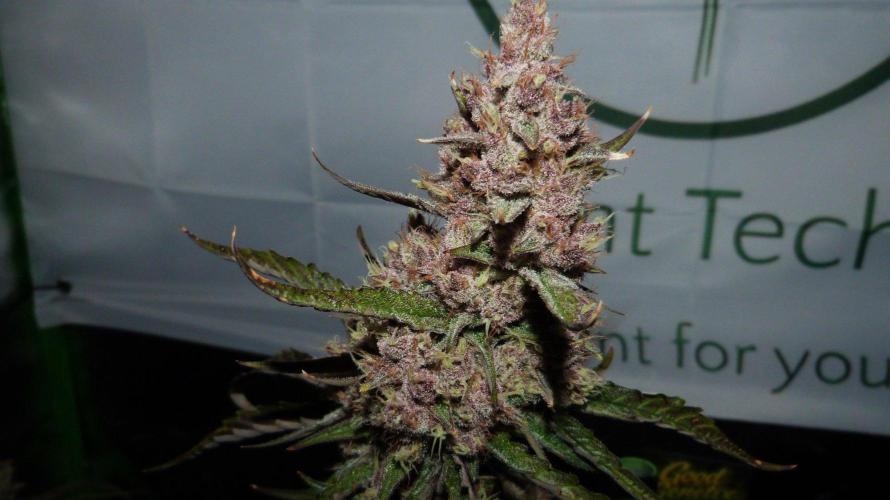 GoodGenetix G-Donutz Automatic. Week 11