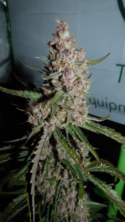 GoodGenetix G-Donutz Automatic. Week 11