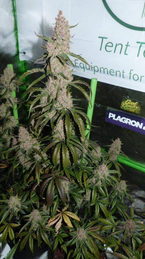 GoodGenetix G-Donutz Automatic. Week 11