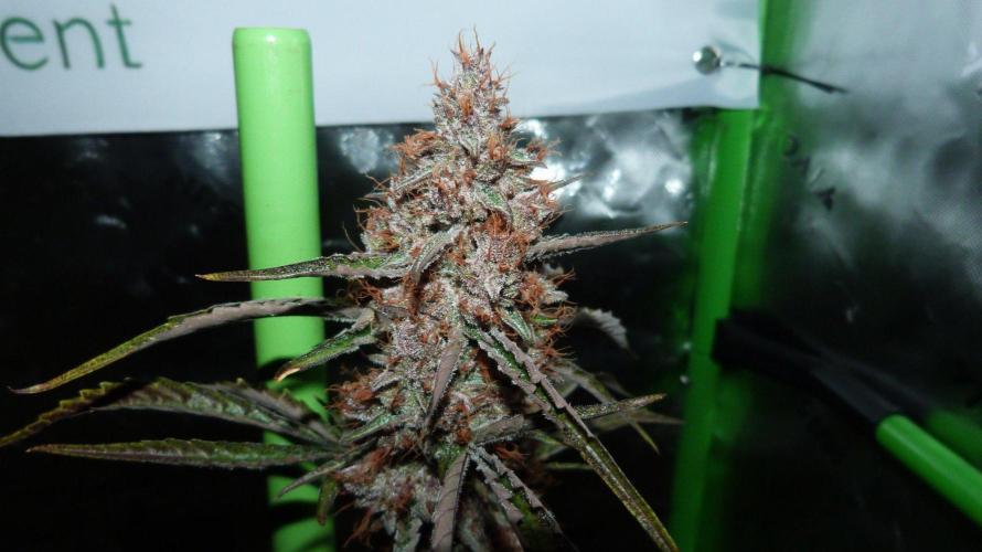 GoodGenetix G-Donutz Automatic. Week 11