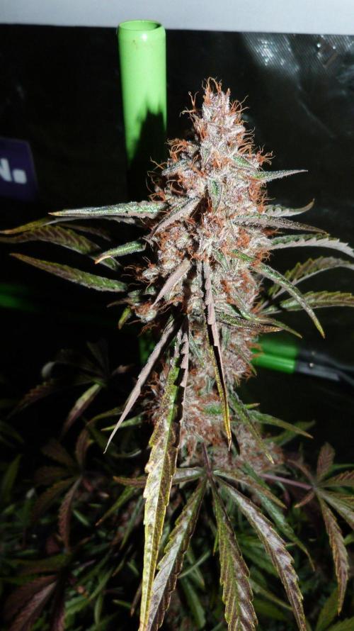GoodGenetix G-Donutz Automatic. Week 11