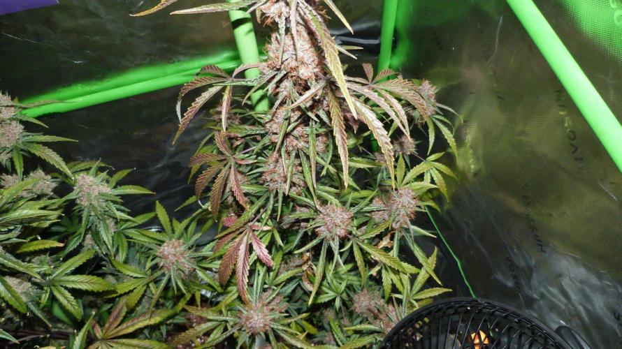 GoodGenetix G-Donutz Automatic. Week 11