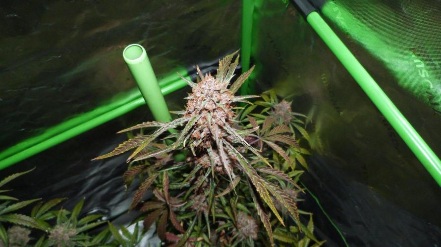 GoodGenetix G-Donutz Automatic. Week 11