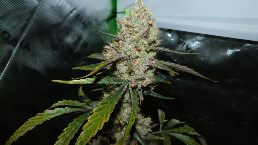 GoodGenetix G-Donutz Automatic. Week 11