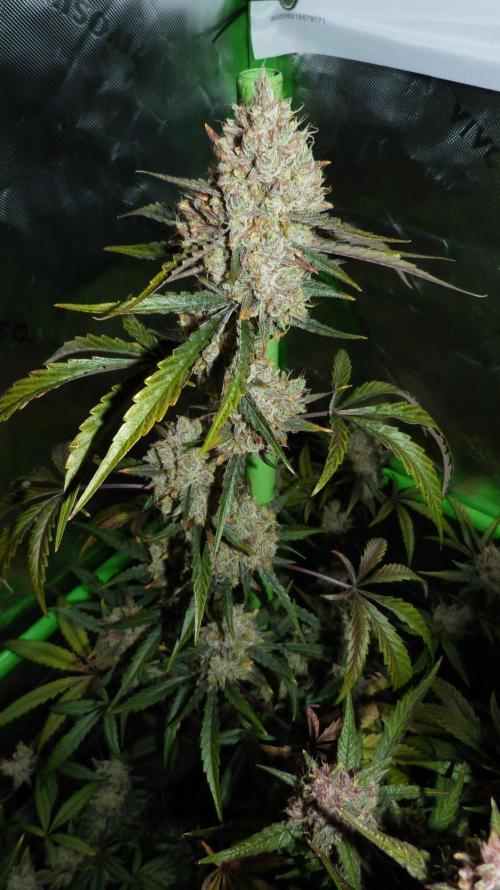 GoodGenetix G-Donutz Automatic. Week 11