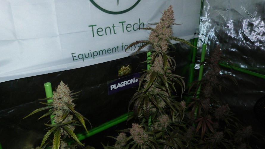 GoodGenetix G-Donutz Automatic. Week 11