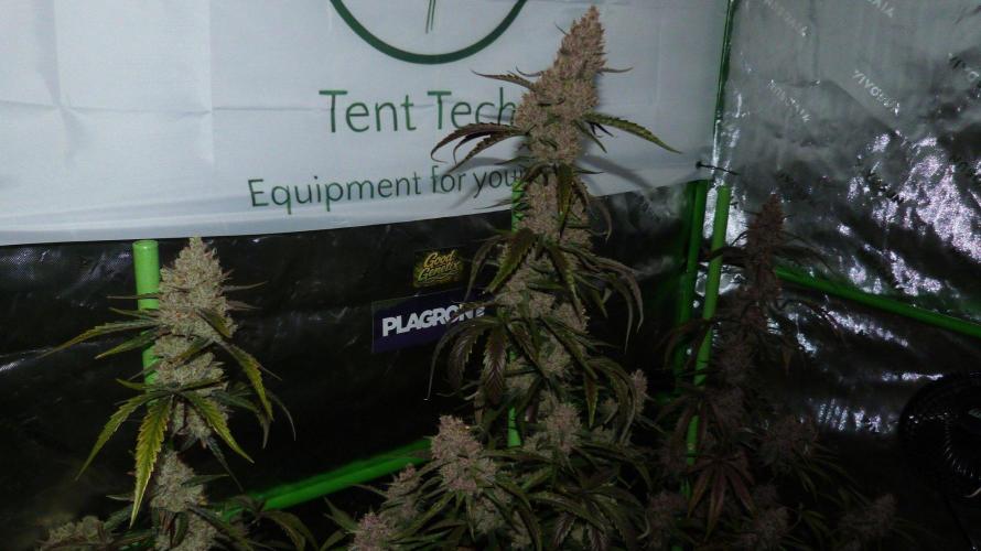 GoodGenetix G-Donutz Automatic. Week 11