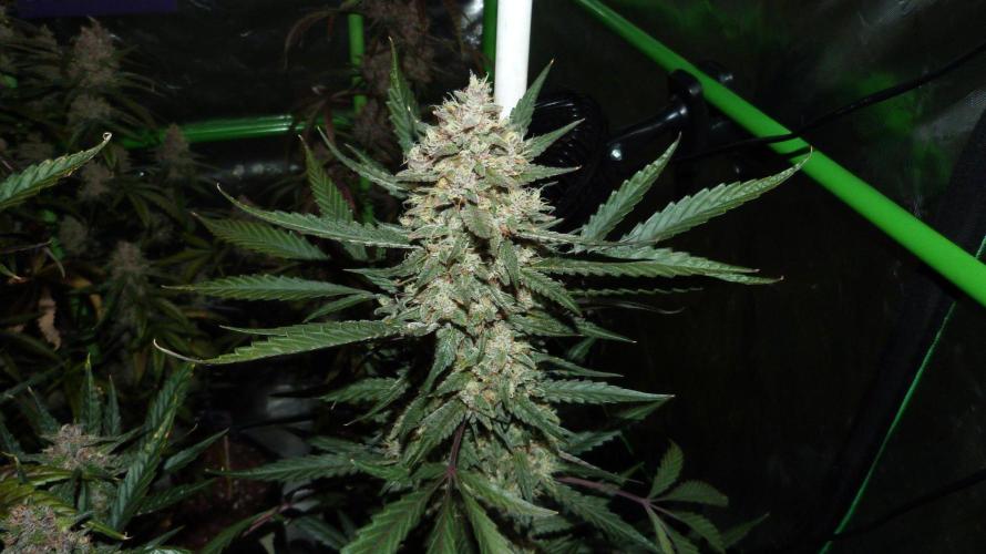 GoodGenetix Permanent-G Automatic. Week 10