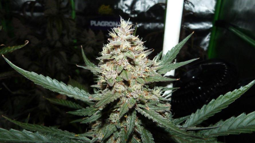 GoodGenetix Permanent-G Automatic. Week 10