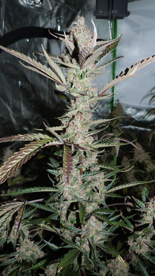 GoodGenetix Permanent-G Automatic. Week 10