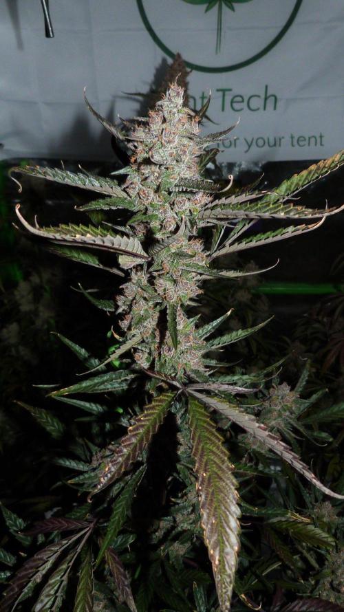 GoodGenetix Permanent-G Automatic. Week 10