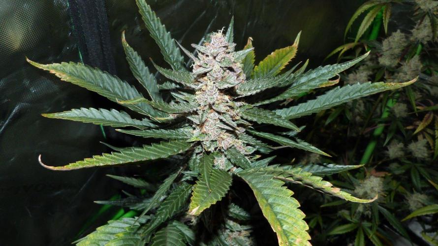 GoodGenetix Permanent-G Automatic. Week 10