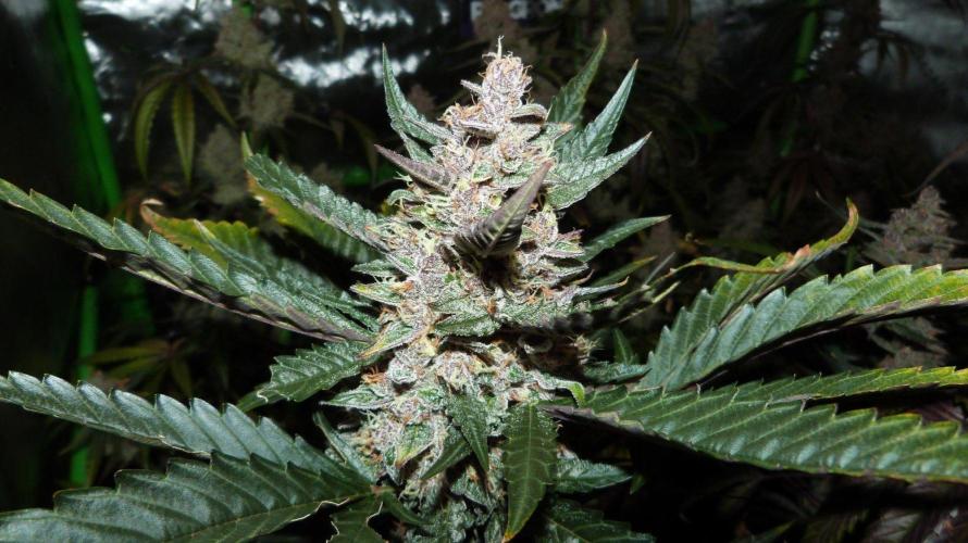 GoodGenetix Permanent-G Automatic. Week 10