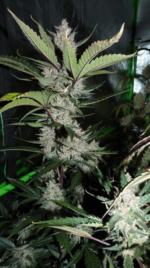 GoodGenetix Permanent-G Automatic. Week 10