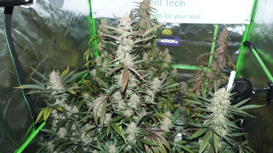 GoodGenetix Permanent-G Automatic. Week 10