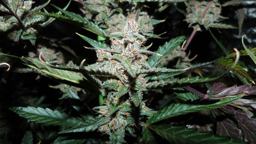 GoodGenetix Permanent-G Automatic. Week 10
