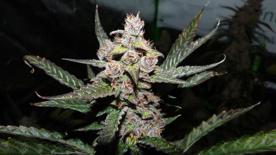 Grow Tent S448 48x48x80. Week 10