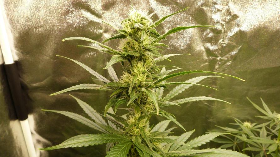 !FastBuds FBA unpublished TESTER GROW!. Week 6 - FBA2601