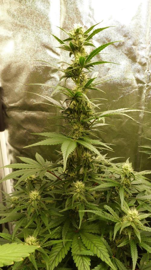 !FastBuds FBA unpublished TESTER GROW!. Week 6 - FBA2601