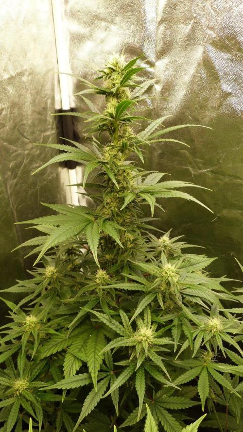 !FastBuds FBA unpublished TESTER GROW!. Week 6 - FBA2601