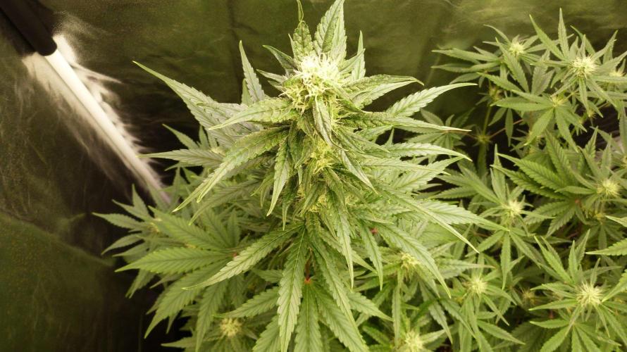 !FastBuds FBA unpublished TESTER GROW!. Week 6 - FBA2601