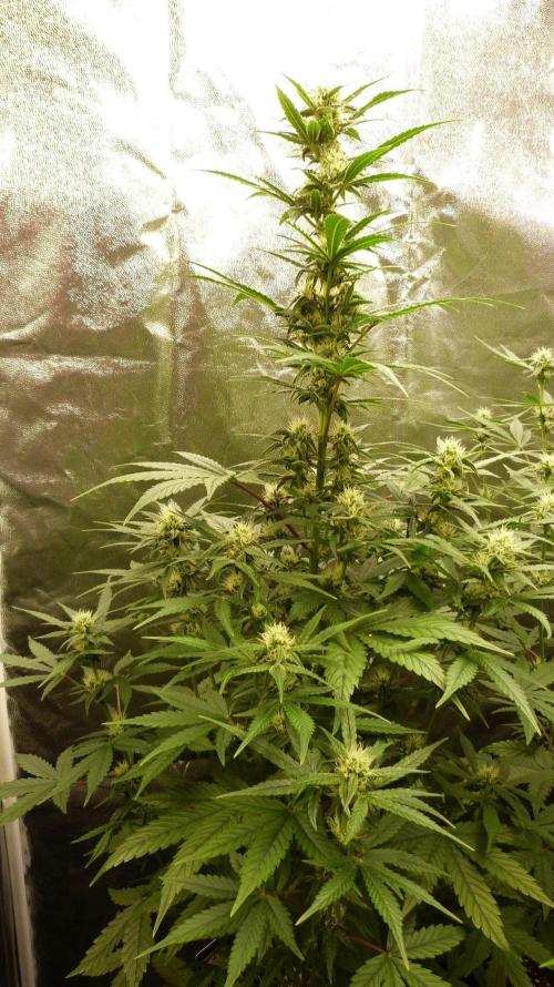 !FastBuds FBA unpublished TESTER GROW!. Week 6 - FBA2601