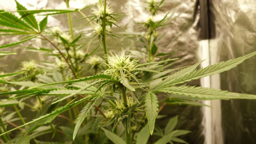 !FastBuds FBA unpublished TESTER GROW!. Week 6 - FBA2602