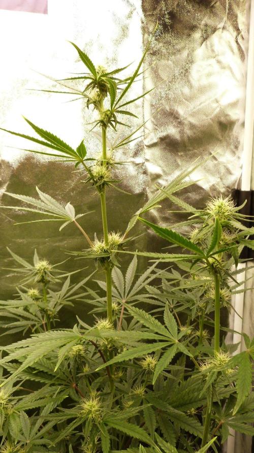 !FastBuds FBA unpublished TESTER GROW!. Week 6 - FBA2602
