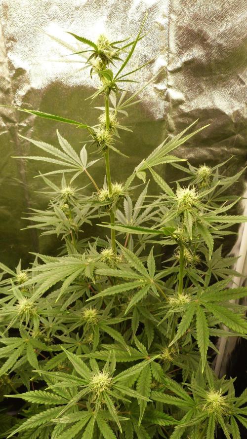 !FastBuds FBA unpublished TESTER GROW!. Week 6 - FBA2602