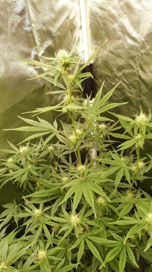 !FastBuds FBA unpublished TESTER GROW!. Week 6 - FBA2602