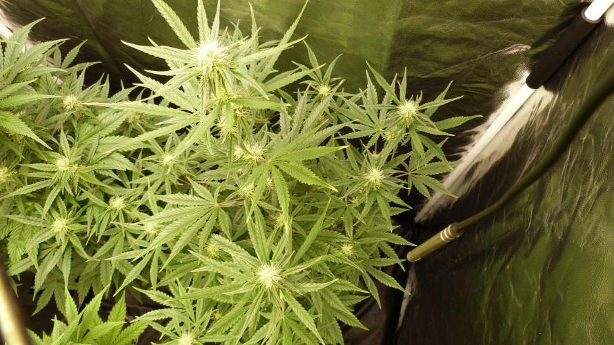 !FastBuds FBA unpublished TESTER GROW!. Week 6 - FBA2602