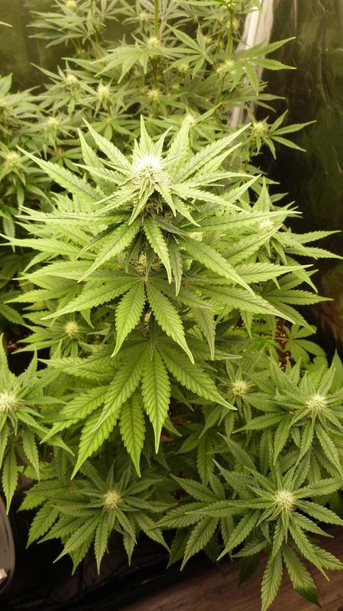 !FastBuds FBA unpublished TESTER GROW!. Week 6 - FBA2603