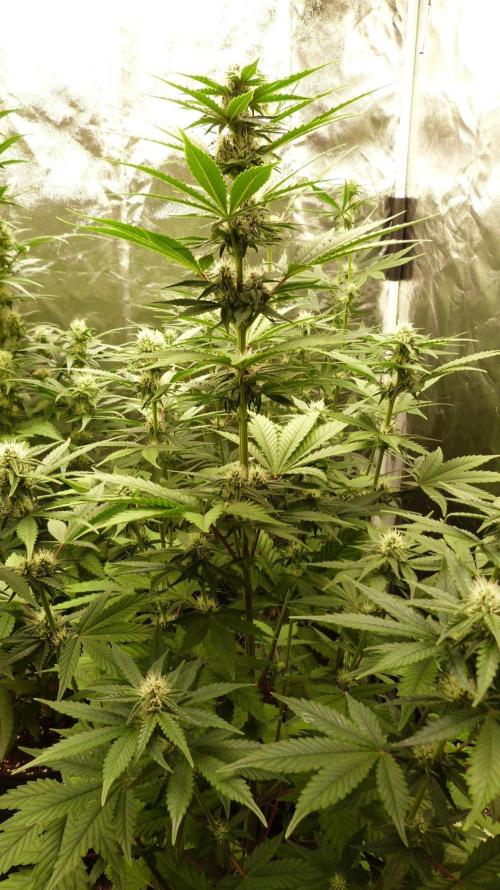 !FastBuds FBA unpublished TESTER GROW!. Week 6 - FBA2603