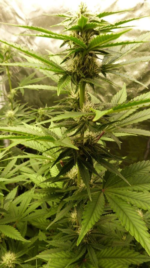 !FastBuds FBA unpublished TESTER GROW!. Week 6 - FBA2603
