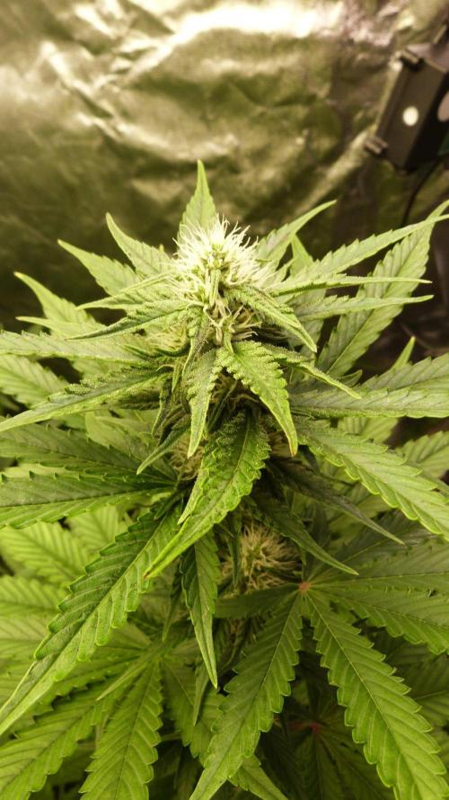 !FastBuds FBA unpublished TESTER GROW!. Week 6 - FBA2603