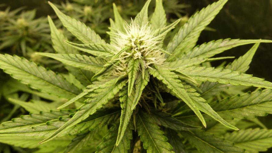 !FastBuds FBA unpublished TESTER GROW!. Week 6 - FBA2603