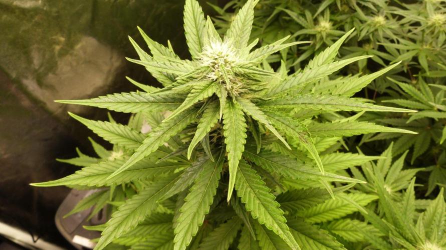 !FastBuds FBA unpublished TESTER GROW!. Week 6 - FBA2603