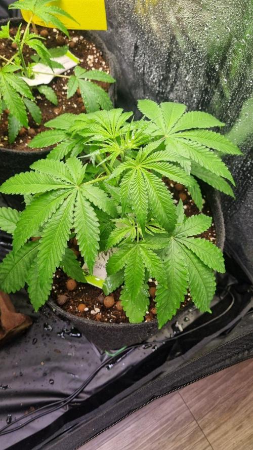 Community GROW. Week 4 - ShiShka Lemonade