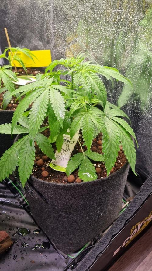 Community GROW. Week 4 - ShiShka Lemonade