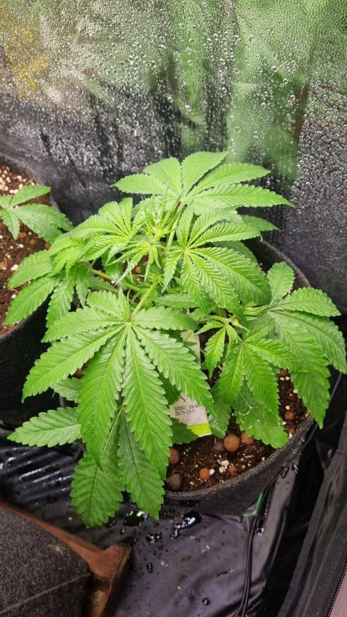 Community GROW. Week 4 - ShiShka Lemonade
