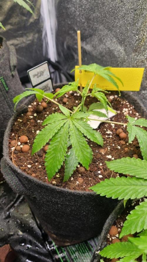 Community GROW. Week 4 - Honey Dipper